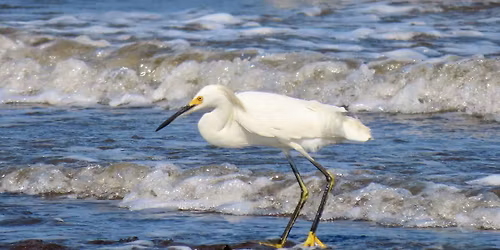Public Presentation - Birds of the Navesink