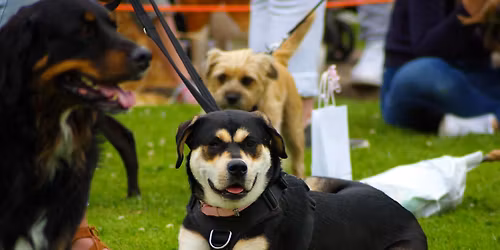 Dog Show at Charlton Kings Summer Fayre