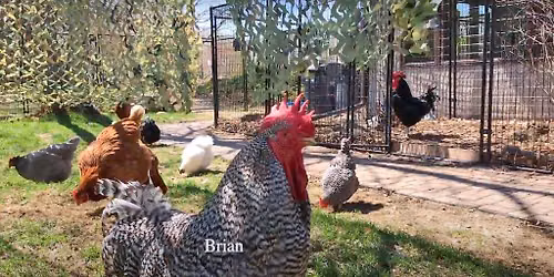 Chicken Run Rescue Workday