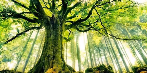 Constellations familiales 