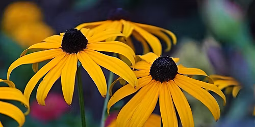 Deadheading and Firescaping