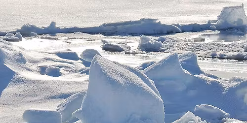 Polar Bear and Penguin Party