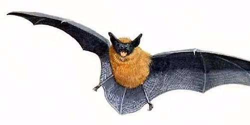 Adult Bat Walk