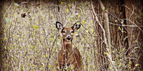 Wildlife on Grand Island: Let's talk Deer & Ticks