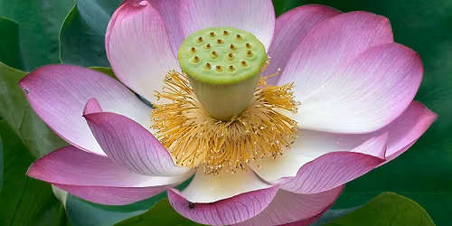 November Frost Moon Sound Bath Journey