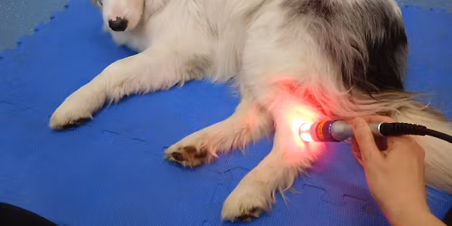 Fyzik\u00e1ln\u00ed terapie v rehabilitaci zv\u00ed\u0159at