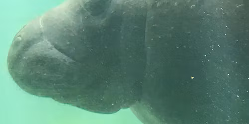 Sanctuary Story Time & Eco-Art: Manatees!