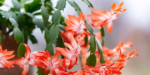 Holiday Cactus 101