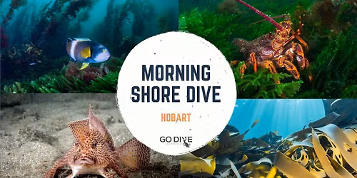 Sunday Morning Shore Dive, Blackmans Bay North - With Divemaster Jody