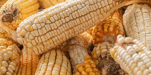 MAIZ: Culinary and Cultural Resilience