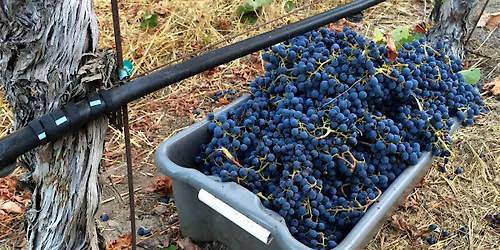 TWF Vineyard Camp on Friday, August 28, 2026