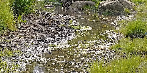 Wednesday Wander - The Yeading Brook