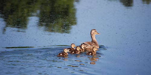 Mother's Day at Kellogg Bird Sanctuary