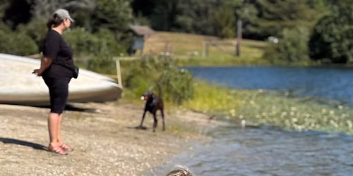 Dog-Friendly Day Retreat: Tails of Adventure
