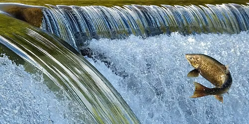 Salmon Watch - Nov 6 @ North Mountain Park