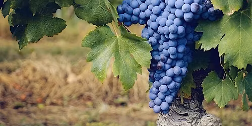 Discover Nebbiolo: Italy and Beyond