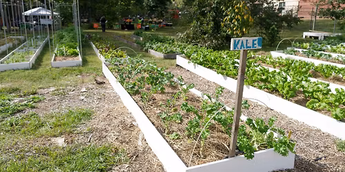 Building Bridges Garden Club: Start your own Wonderful Garden (workshop 2)