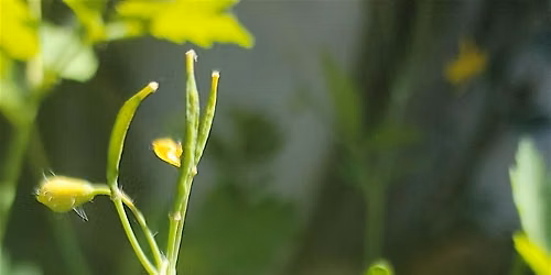 Balades Botaniques : les plantes \u00e0 nos pieds