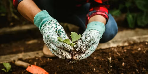Water-wise gardening