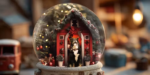 Pet Christmas Photo Mini Sessions! Bone and Biscuit Keswick Edmonton