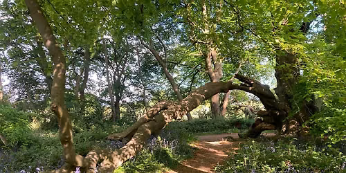 Forest Bathing - Cherry Tree Wood