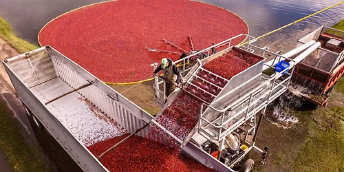 "Cranberries: How Wisconsin Became the Best": In-Person Badger Talk in New Richmond, WI