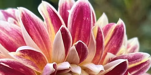 Arbor Gate Holiday Tour