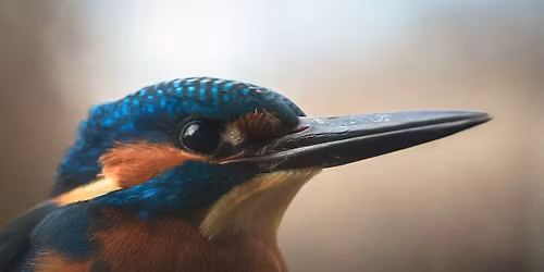 UK wildlife photography workshop with Paul Alistair Collins