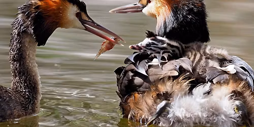 Herdsman Lake Bird Walk