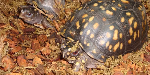 Teddy Bear and Turtles Breakfast