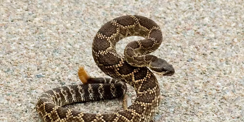 Snake Aversion Clinic 