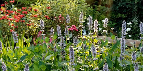 Spring Native Plant Sale