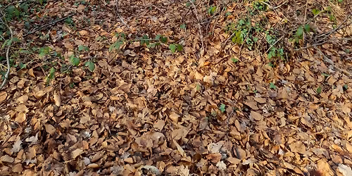 Entre for\u00eat et estuaire