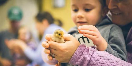 Farm Babies (Morning)