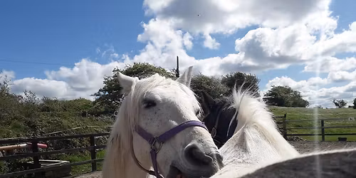 Full Potential Book Launch & Fundraiser for Horses Connect