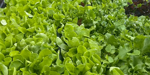 Kertkaland tavaszi pal\u00e1ntav\u00e1s\u00e1r