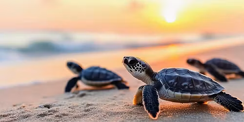 Christer Lyssarides p\u00e5 Sk\u00f6ldpadds\u00f6n