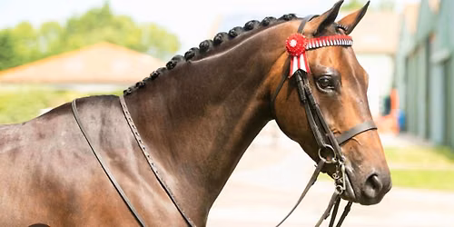 Winchester Riding Club Open Show