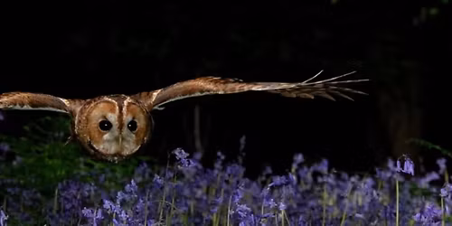 Monthly Talk: A talk about The Unbelievable Truth; Wildlife Stories that must be seen to be Believed