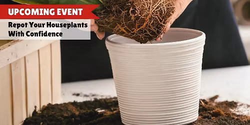 Repot Your Houseplants With Confidence