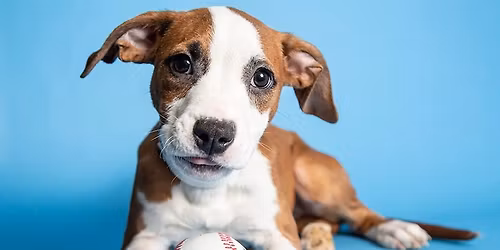 Waggin\u2019 Wheels at Cubs vs. Rockies Spring Training Game