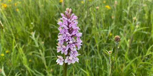 Orchid and Flora Walk with NPWS at Bohernabreena Reservoir