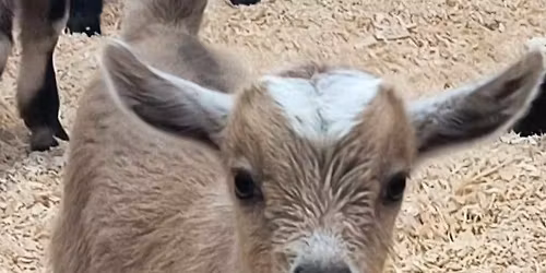 Goat Fest 5 \ud83d\udc10