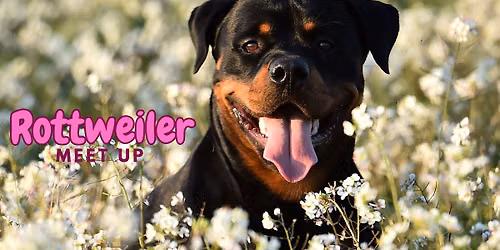 Rottweiler Meet Up