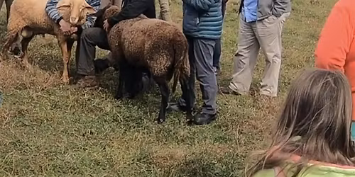 Sheep & Goat Farming 101: Hands-On Farm Class at Whispering Pines Dairy