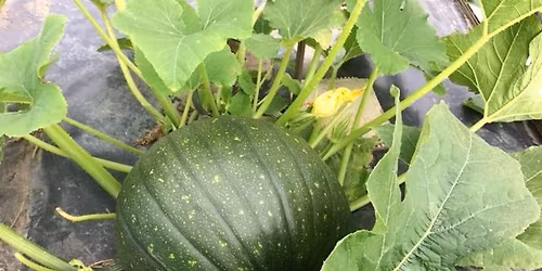 Growing food in the community - part of the Sustainable Wantage Local Food Growing Strategy