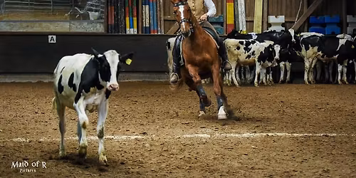 WED Rindertraining mit Anja \u00d6tting