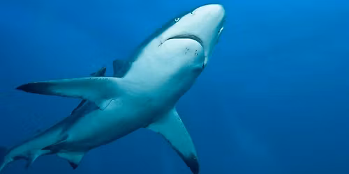 Abgetaucht - die spannendsten Tauchziele der Welt