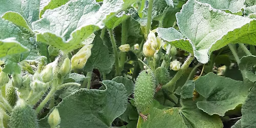 Gr\u00fcnes Dynamit: Wie die Spritzgurke ihre Samen verschie\u00dft