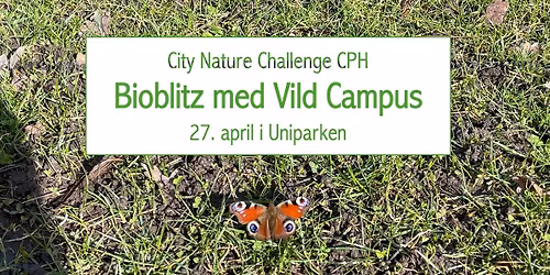 Bioblitz med Vild Campus